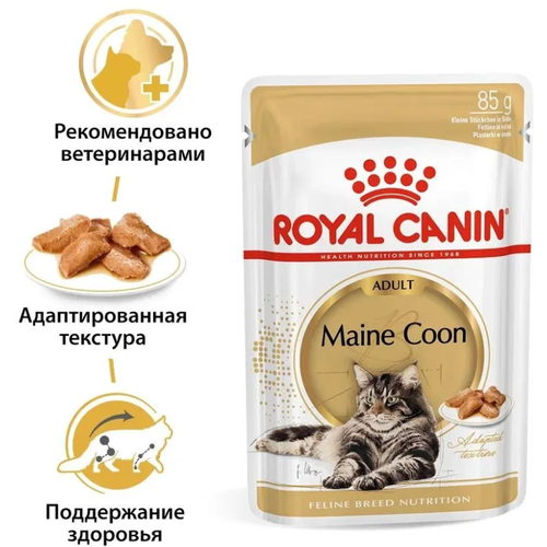  Royal Canin Maine Coon Adult Sauce //    /  (85 )   -     , -  