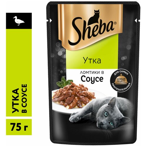    SHEBA 75       ()   -     , -,   