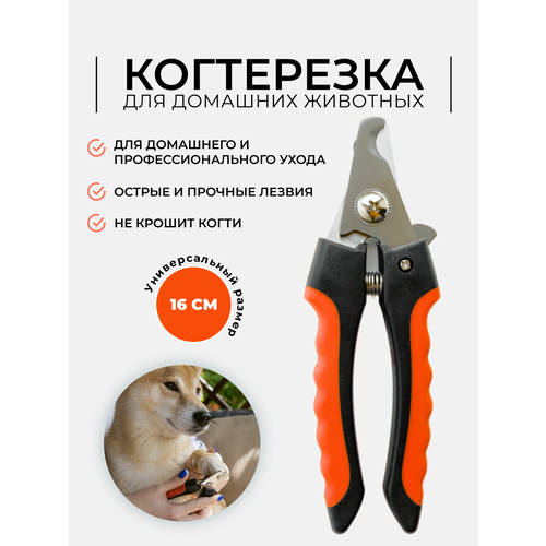 ���� �������� ������� Markov 16 �� ��� �����, ����� � ������ ��������, ������ ������