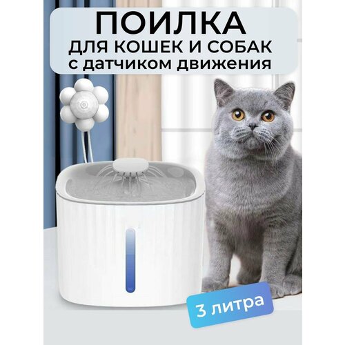 ���� �������������� ������ ��� ����� � ����� � �������� ��������, ������ ������