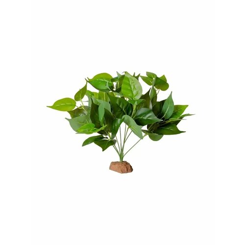���� ��������� ��� ����������� Golden Pothos, ������ ������