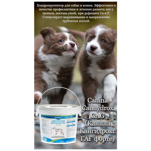       Canina Canhydrox GAG Forte (2000/1200)   -     , -  