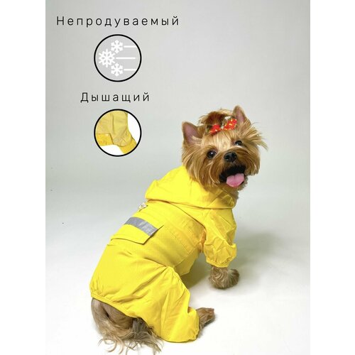 ���� ������������� �������� ��� ����� ������ � ������� ����� / � �������� / � ��������� / ������ XL, ������ ������