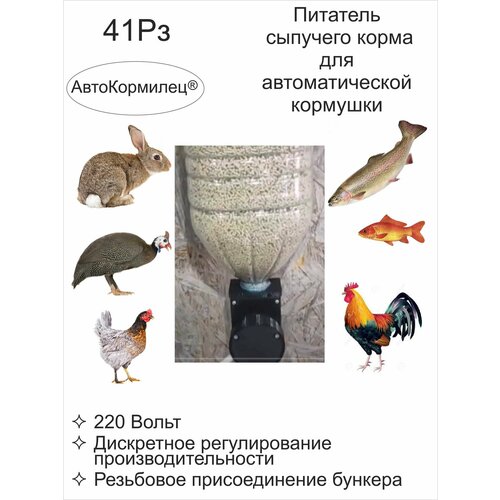 ���� ������������ 41��, ������ ������