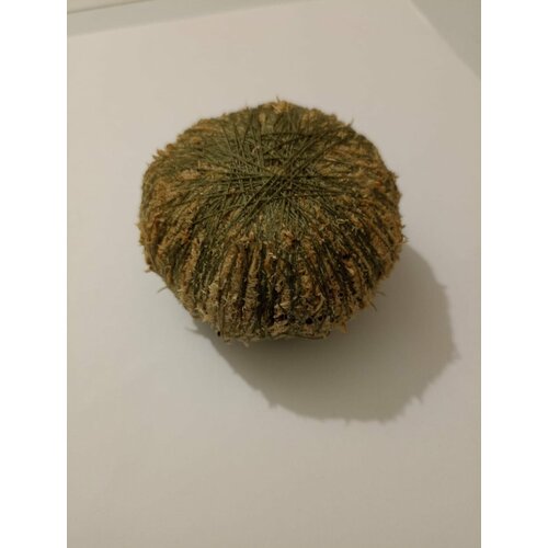 ���� ��������, ����������� ����� 1��, ������ ������