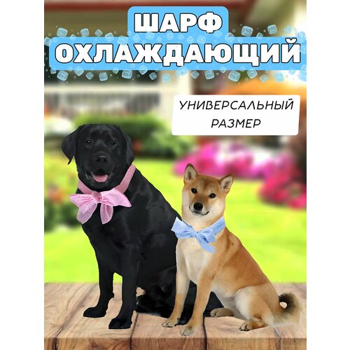 ���� ����������� ���� ��� �����, ������ ������