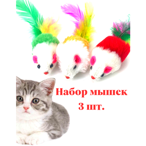 ���� ������� ����� ����� ��������� ��� �������� ����� ����� �����, ������ ������