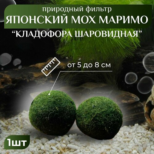 ���� ��������� (5-8��, 1 ��) ���������� ������ (Aegagropila linnaei) (����� ��������� ��� ���������)., ������ ������