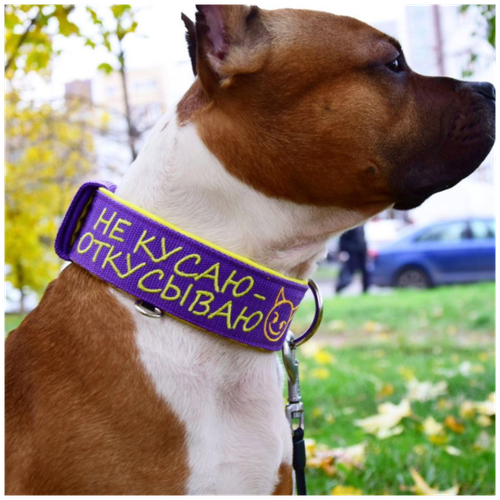 ���� ������� ��� ����� � �������� ��� ������� � ������� �����. �������� ��� �������� � �����������. ������� ���������. ������ ��� 43-57 ��., ������ ������