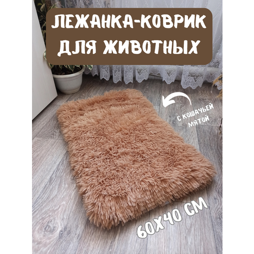 ���� �������-������ ��������� ��� �������� � �������� �����, ��������, ������ ������