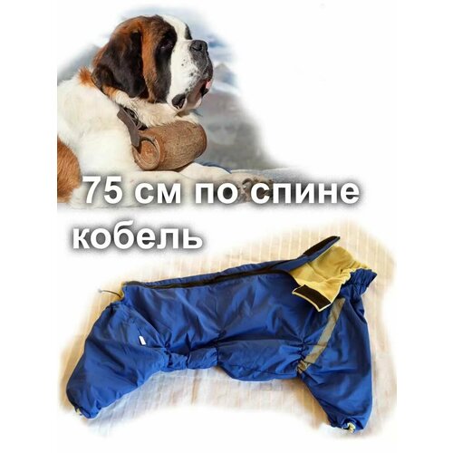 ���� ������ ������ ���������� ��� ����� ���� ����� 75�� ������, ������ ������