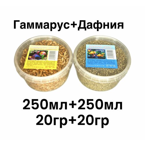 ���� ����������� ���� ��� ����������� � �������� ���. ����� - �������� 20�� , ������ 20��., ������ ������