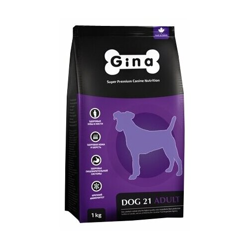          Gina Dog Moderate Active     7,5 .   -     , -,   