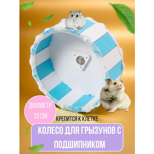 ���� ������ ��� ��������, �������, 13 ��, �������, ������ ������