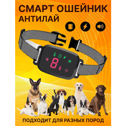 ���� ������� ������� ��� �����. ����� ������� �������., ������ ������