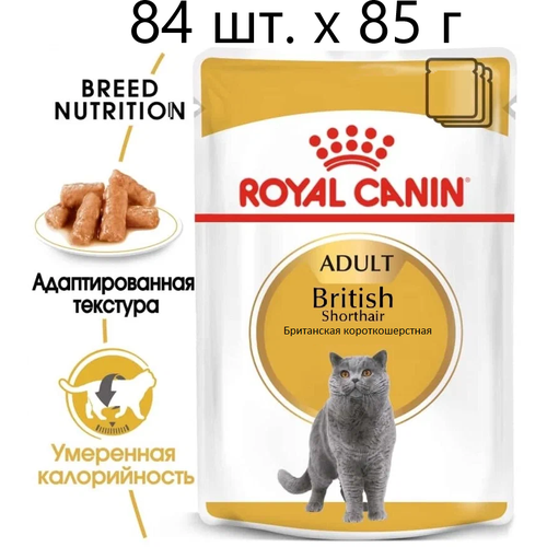      Royal Canin British Shorthair Adult,      , 84 .  85  (  )   -     , -  