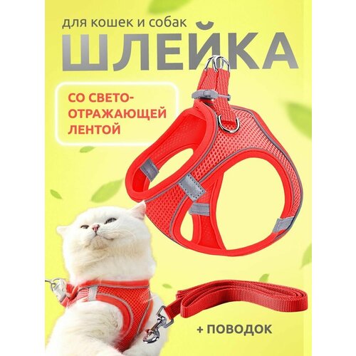 ���� ������ ��� ����� � ����� �� ���������������� ���������� ������� XXXS, ������ ������