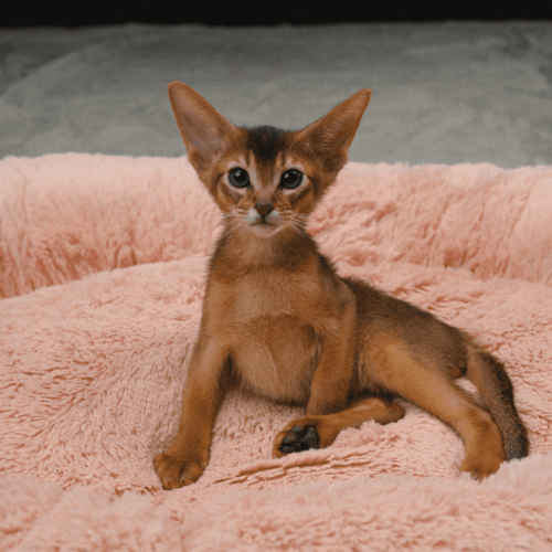 ���� �������� ������� 100x80 �� ��� �����, ���� �������, ���. PNL100x80, ������ ������