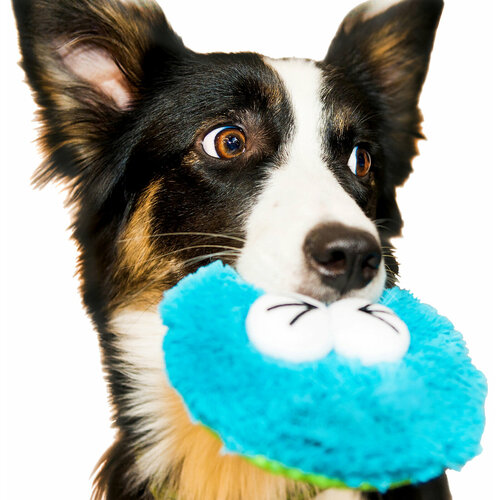 ���� ������� ��� ����� Japan Premium Pet ������ ��������, �������, ������ ������