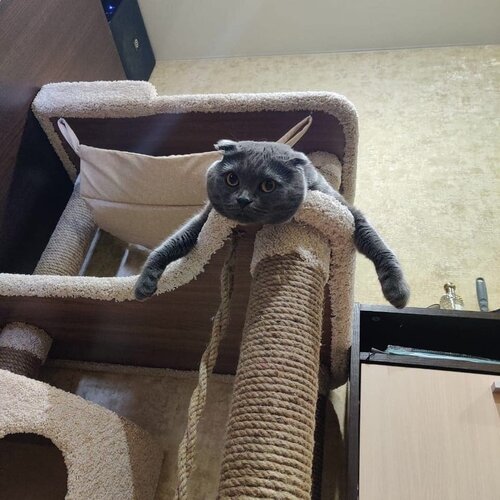 ���� ������� �������� � �������, ������� � ��������� �� ���������, ��� �����, ������ 160 ��, ���� �������., ������ ������