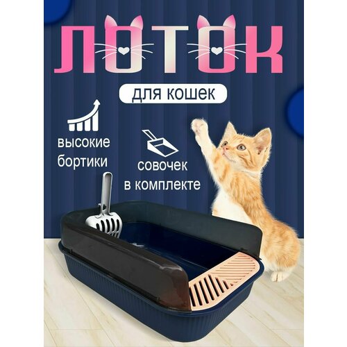 ���� ����� ��� �����, ������ ������