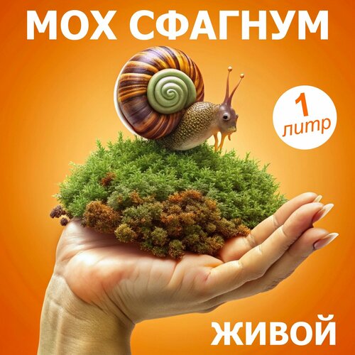 ���� ��� ������� ����� ��������� 1 ����; ��� ������ � ��������; ����� ��� ����������, ������ ������