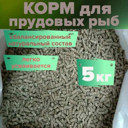 ���� ��������� ��� ��� 5 ��, ������ ������