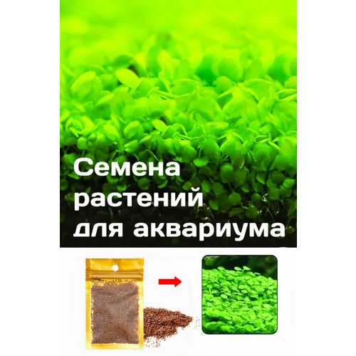 ���� ������ �������� ��� ��������� 