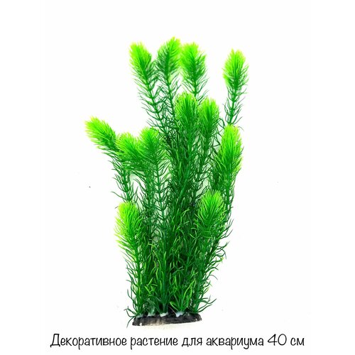 ���� �����������, ������������� ��������, 40 ��., ������ ������