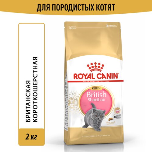   Royal Canin British Shorthair Kitten (  )      , 2    -     , -  