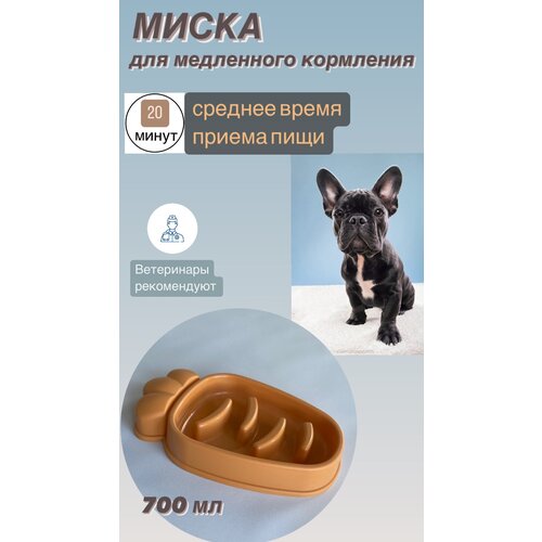 ���� ����� ��� ���������� ���������, ������ ������