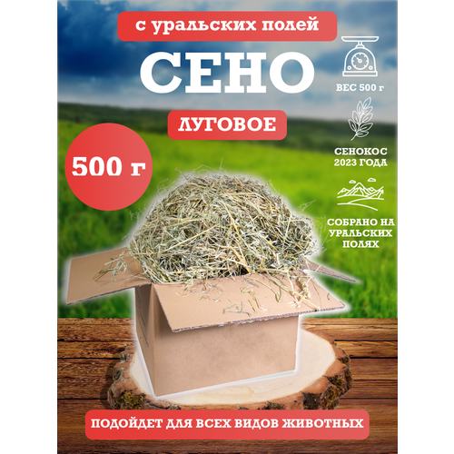 ���� ���� �������, ������ ������