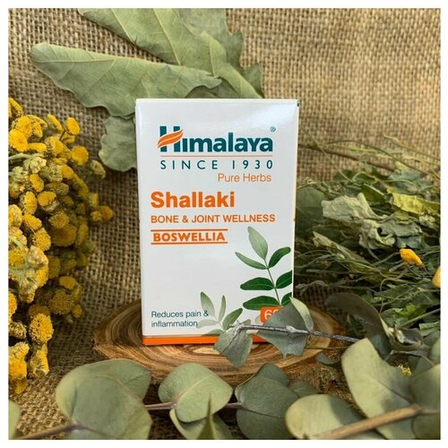  Shallaki (, ) Himalaya ()      ,    , 60 .,  