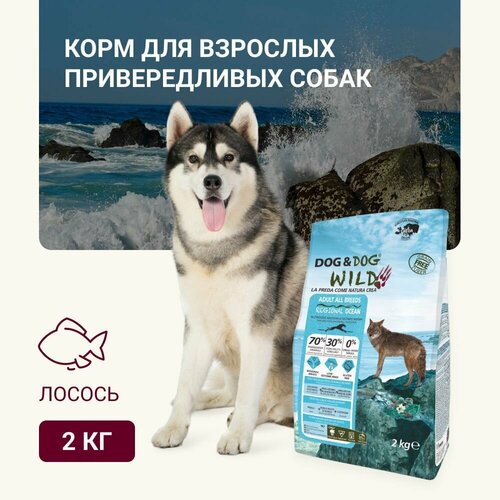      Dog & Dog Wild Ocean,  2 ( )   -     , -  