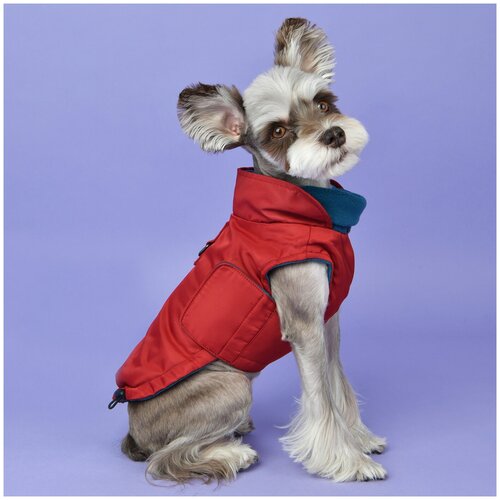     Puppia Tomas , XXL    -     , -  