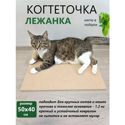 ���� ���������� ������� ��� ����� ��������� ��������� 50�40��, ������ ������