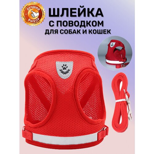 ���� ������ � �������� ��� ����� ������ � ������� ����� / ������ ��� �����, XS-�������, ������ ������