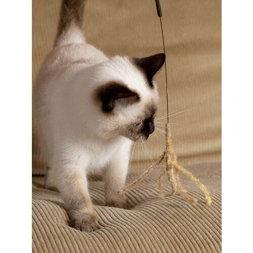     Japan Premium Pet          ,       -     , -  