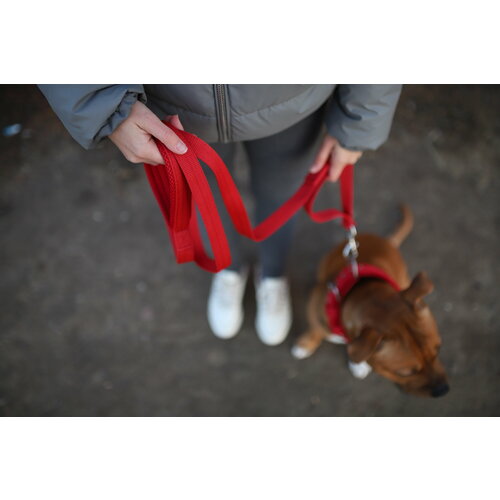 ���� ������� NeoHund ��� ����� ������� � ������� �����, � ��������� ��������� �� ����������� �����, ���� �������, ����� 3 �, ������ ������