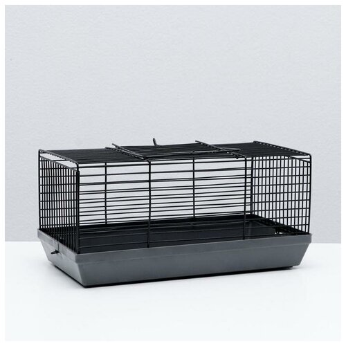 ���� ������-���� ��� �������� 