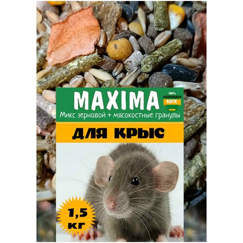   MAXIMA   10    -     , -,   