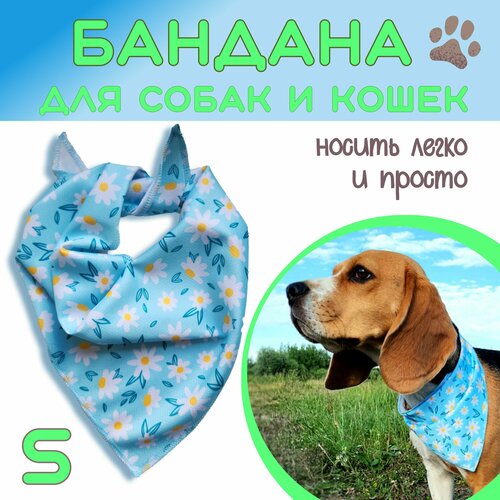 ���� ������� ��� ����� � �����, �������, S, ������ ������