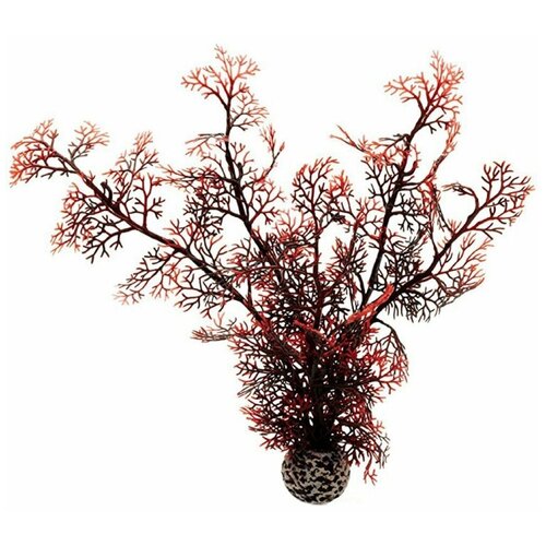    , , Sea fan medium crimson