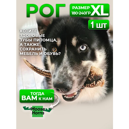 ���� ������������ ������ ����������� ��� MOOSE HORN ��� ����� �������� XL, ������ ������