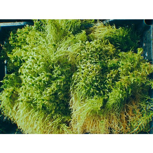 ���� ��� �������, �����, ������ ������, 300��, ������ ������