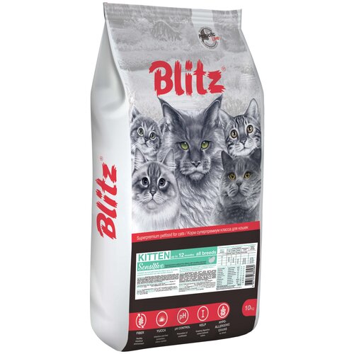  Blitz  ,    Kitten (10 )