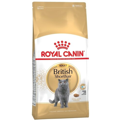    RC British Shorthair   , 4    -     , -  