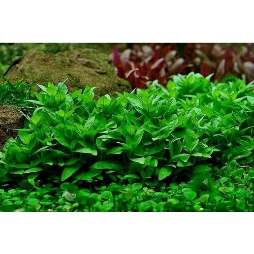    (Staurogyne repens) 3    -     , -  