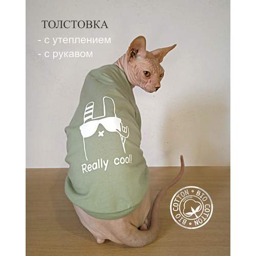 ���� ��������� 