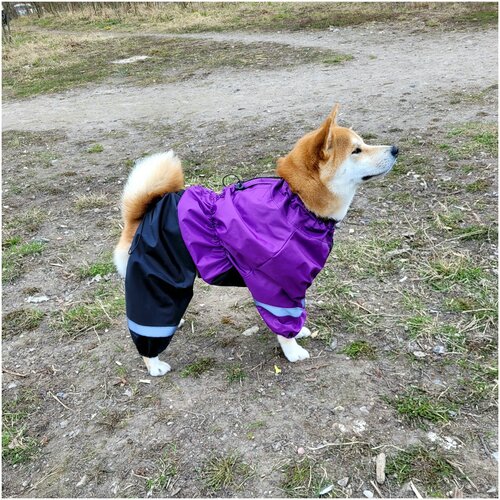 ���� ���������� �������� ��� ����� ������� � ������� ����� � ������������ ������� 50-60�� Purple / black, ������ ������